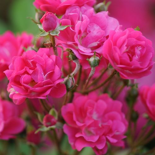 Gärtnerei - Rosa Orléans Rose - rosa - polyantharosen - diskret duftend - Levavasseur - Geranienrote Rose mit weißem Auge und diskretem Duft.